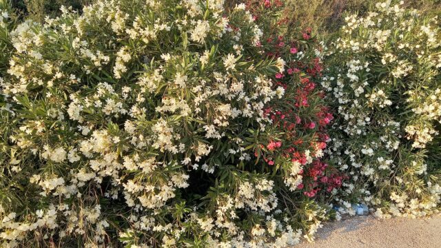 a bush with white and pink flowers