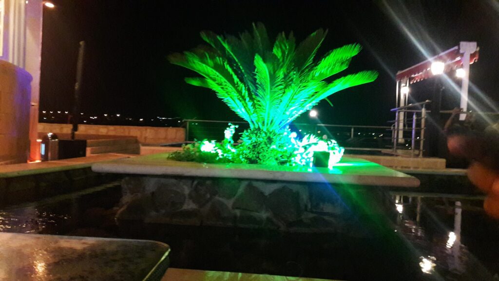 a plant with green lights