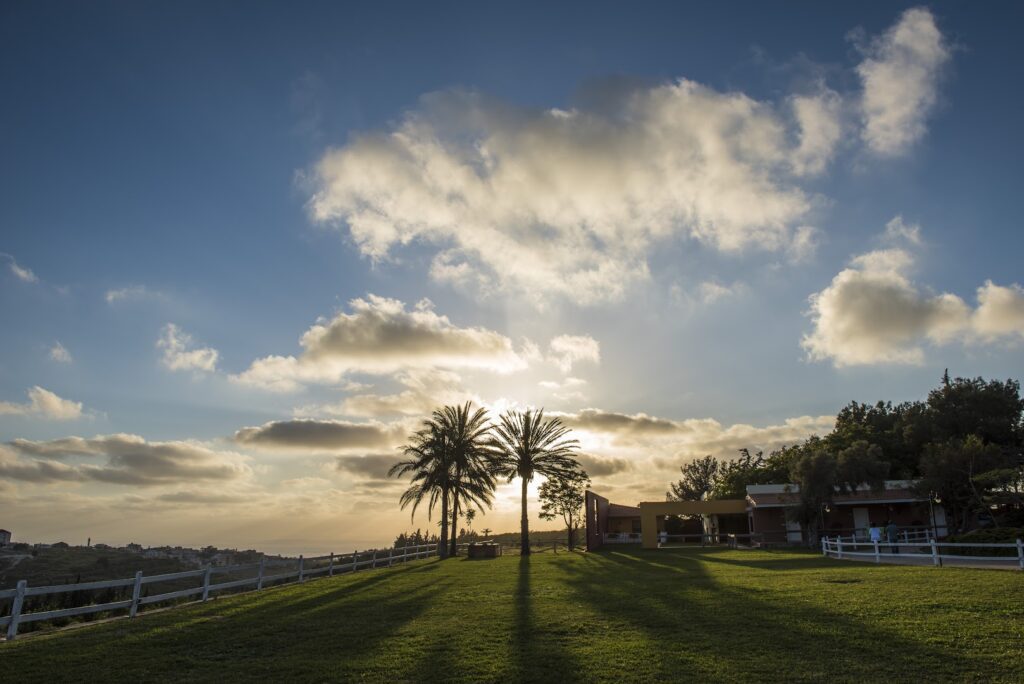 a palm trees in a grassy area