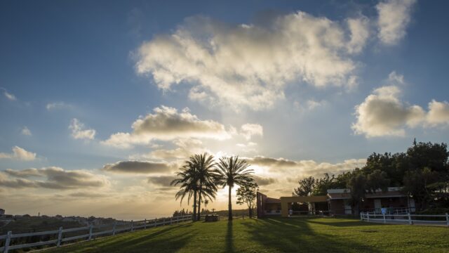 a palm trees in a grassy area