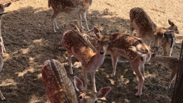 a group of deer in a pen