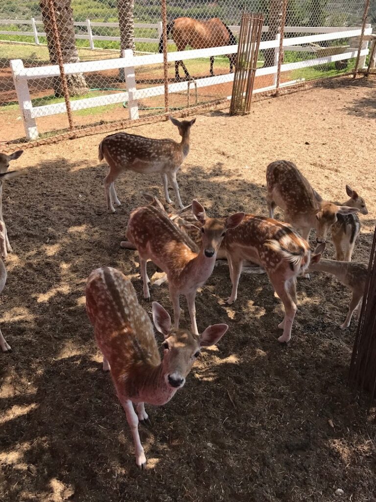 a group of deer in a pen