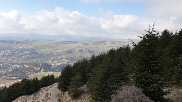 a road with trees on it