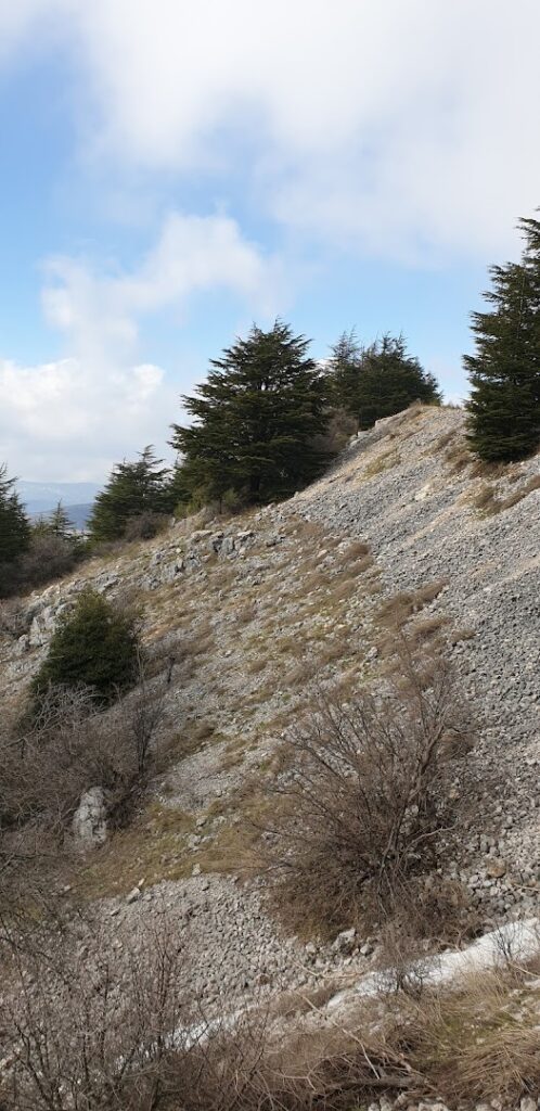 a rocky hill with trees