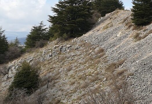 a rocky hill with trees