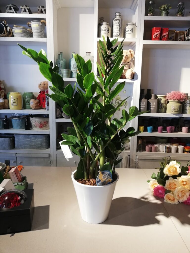 a potted plant in a store