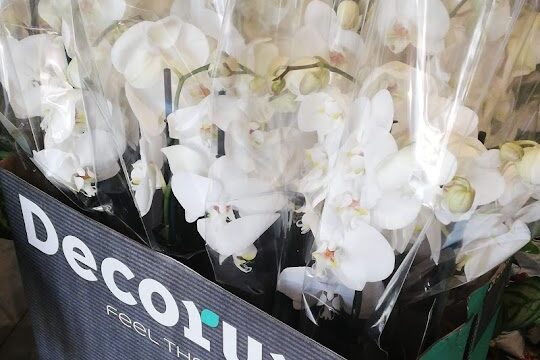 a box of white flowers