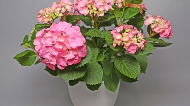 a potted pink flowers