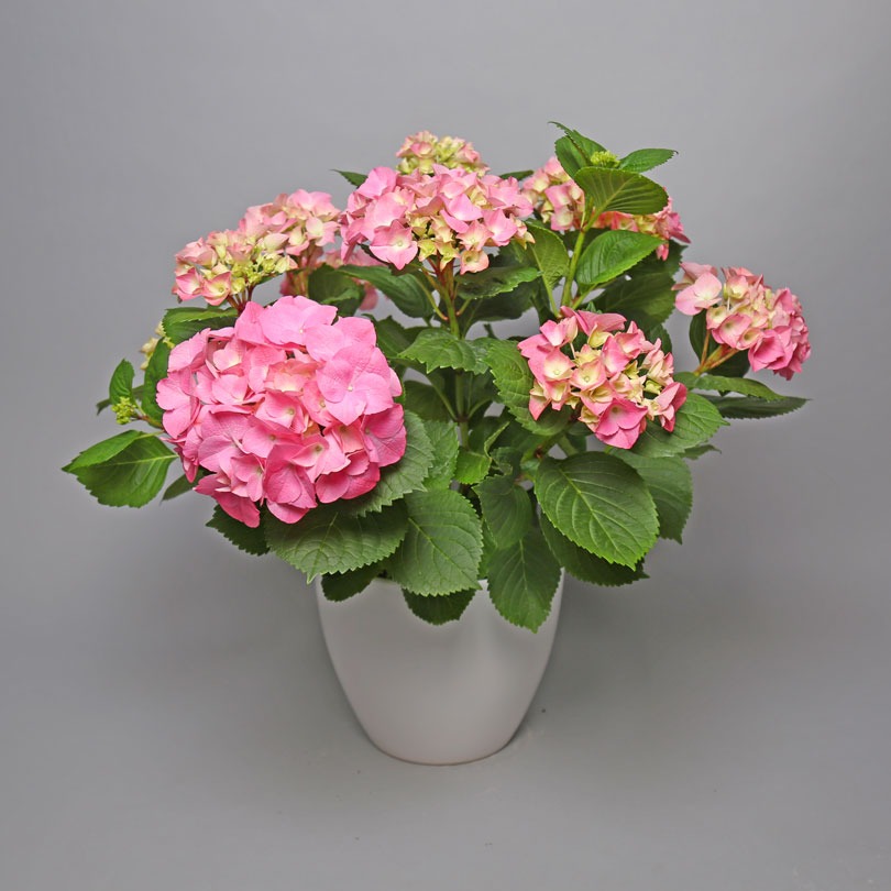 a potted pink flowers