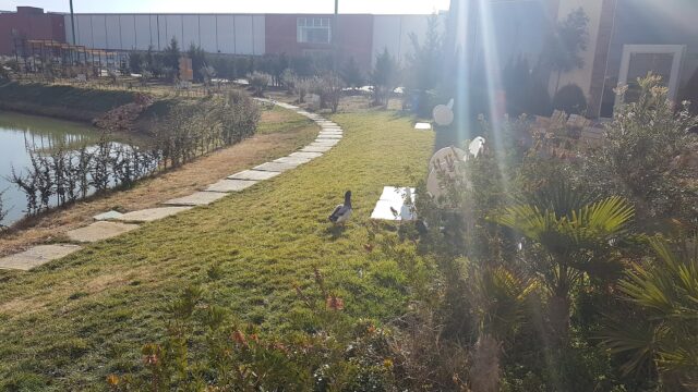 a bird walking on grass