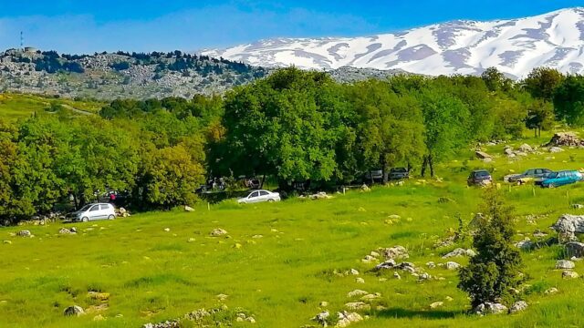 a green field with trees and mountains in the background