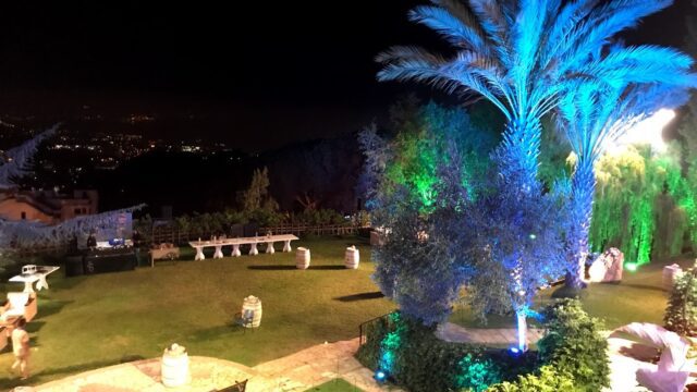 a palm trees and a lawn at night