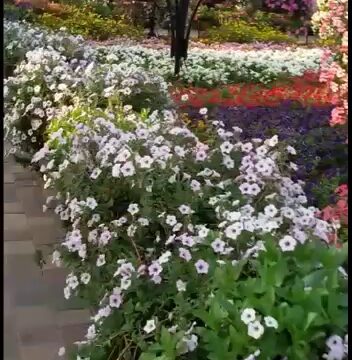 a group of flowers in a garden