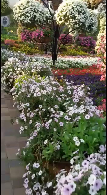 a group of flowers in a garden