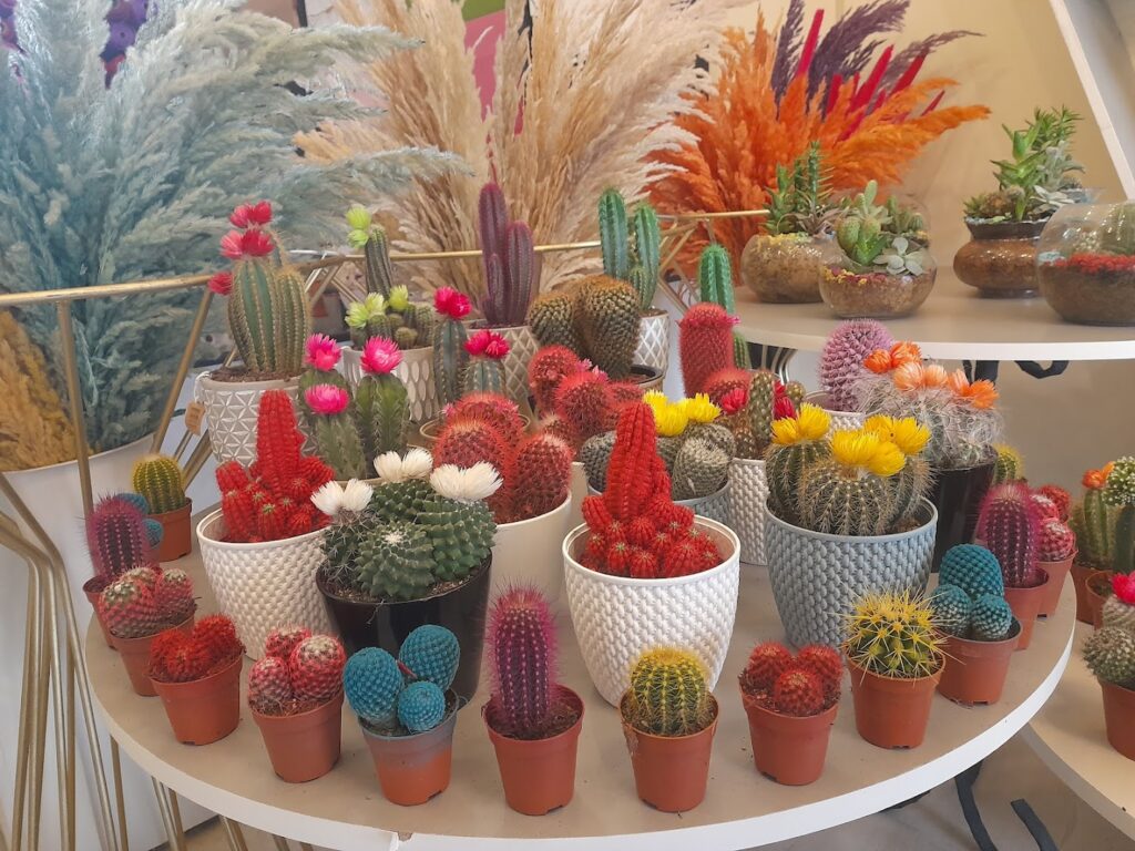 A group of eternal rose cactus plants on a table.