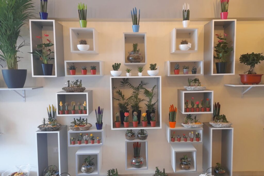 A wall adorned with white shelves displaying various plants, including an "Eternal Rose."