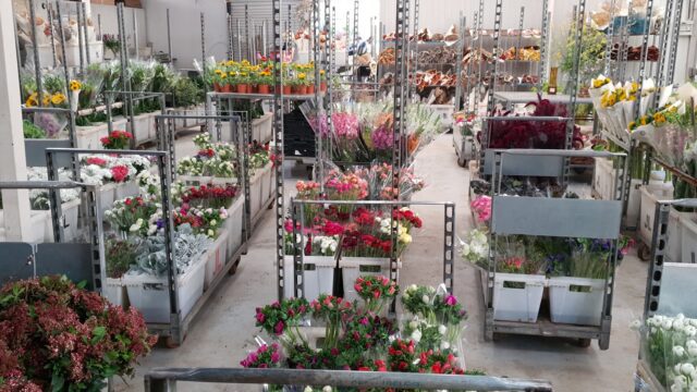a bunch of flowers in containers