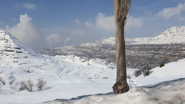 a tree in the snow