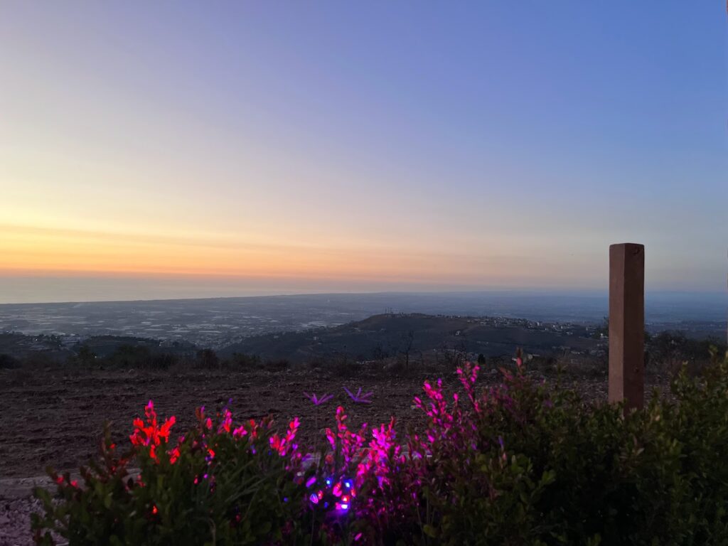 a purple flowers and a sunset