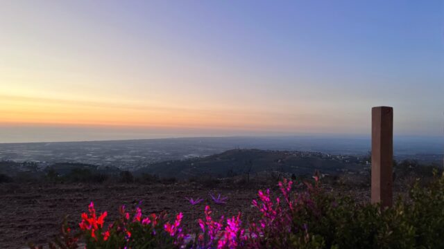 a purple flowers and a sunset