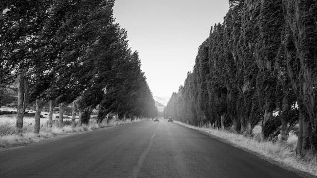 a road with trees on the side