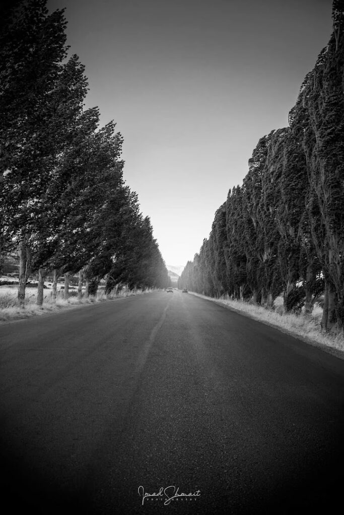 a road with trees on the side