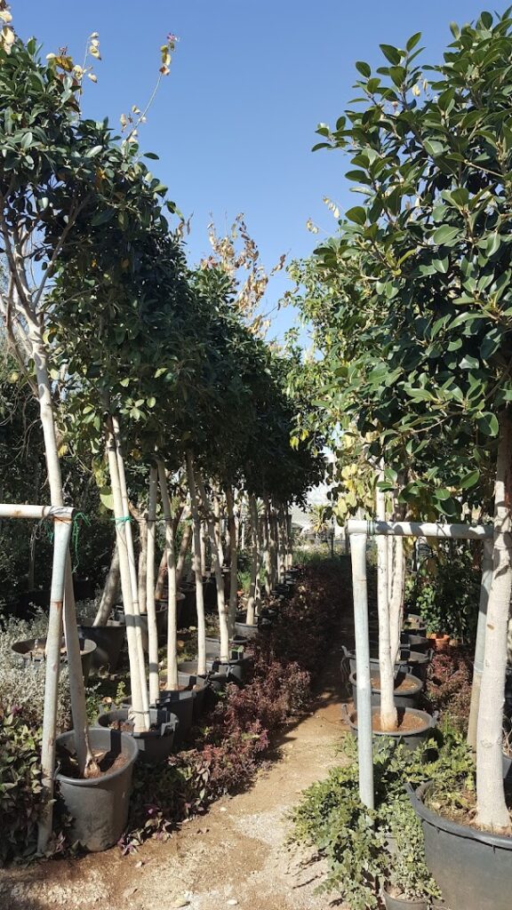 rows of trees in pots