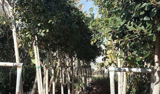 rows of trees in pots