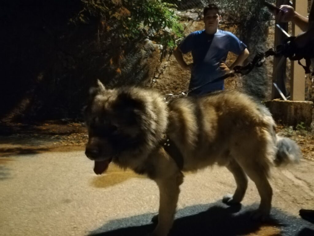 a man standing next to a dog on a leash