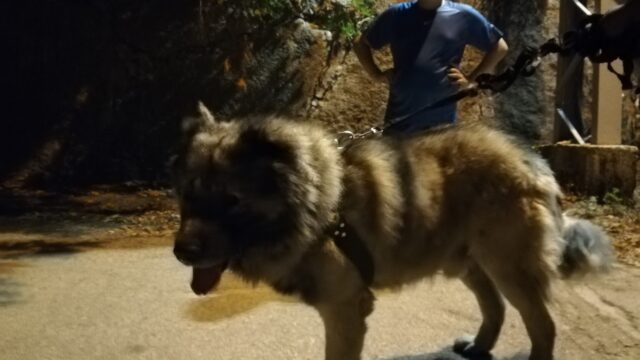 a man standing next to a dog on a leash