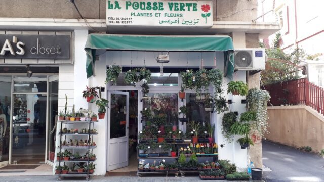 a store front with plants on shelves