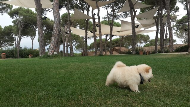 a small dog running on grass