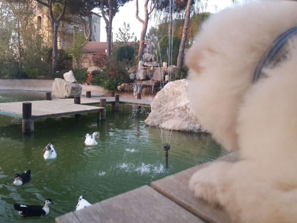 a stuffed animal next to a pond