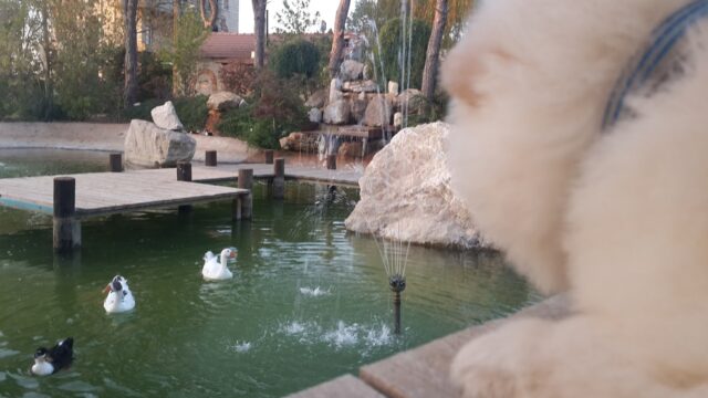 a stuffed animal next to a pond