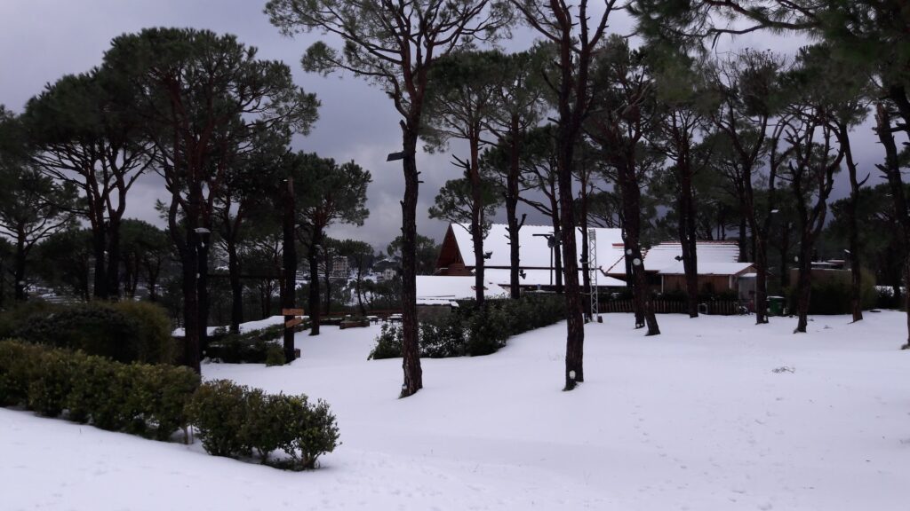 a snowy landscape with trees and a building