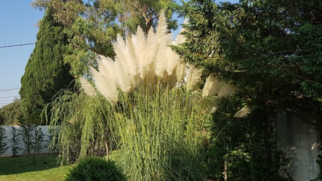 a tall white grass with trees in the background