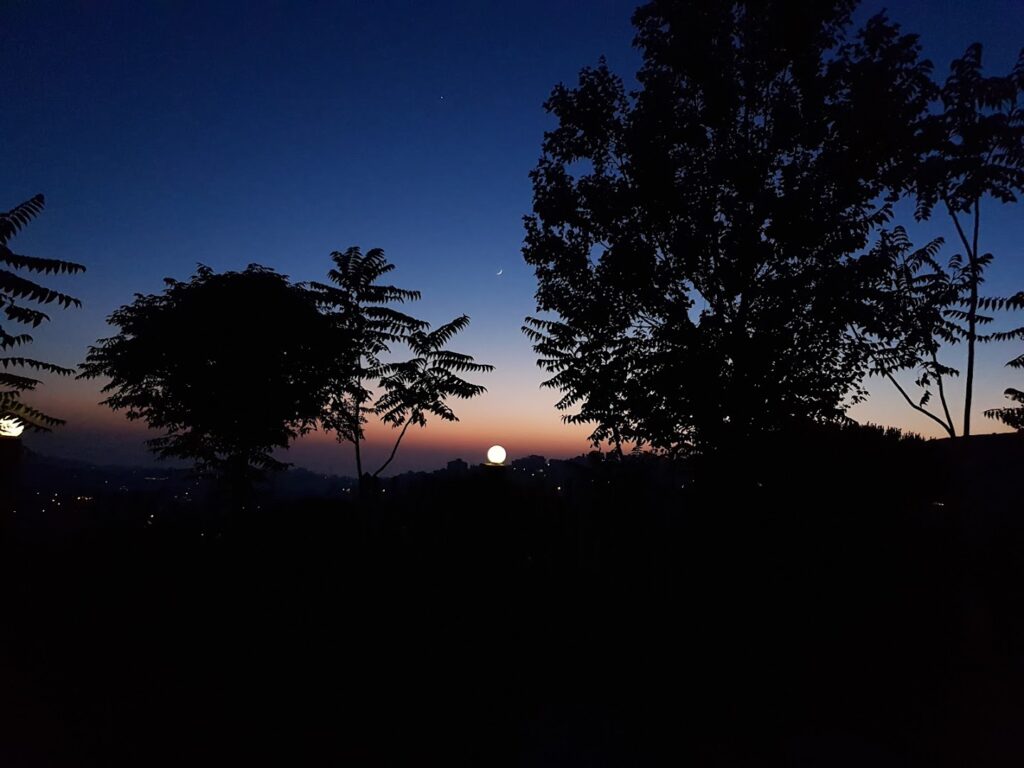 silhouettes of trees at night