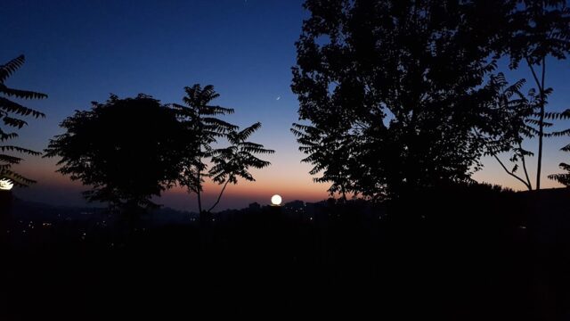 silhouettes of trees at night