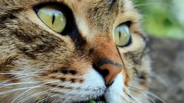 a cat smelling a flower