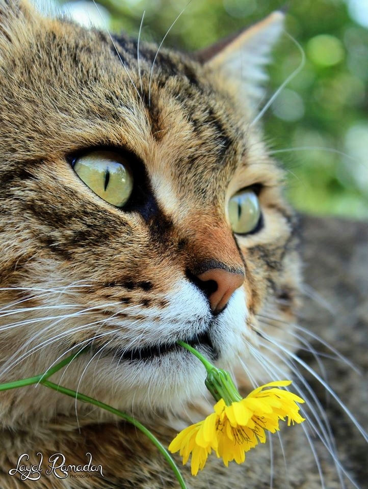 a cat smelling a flower