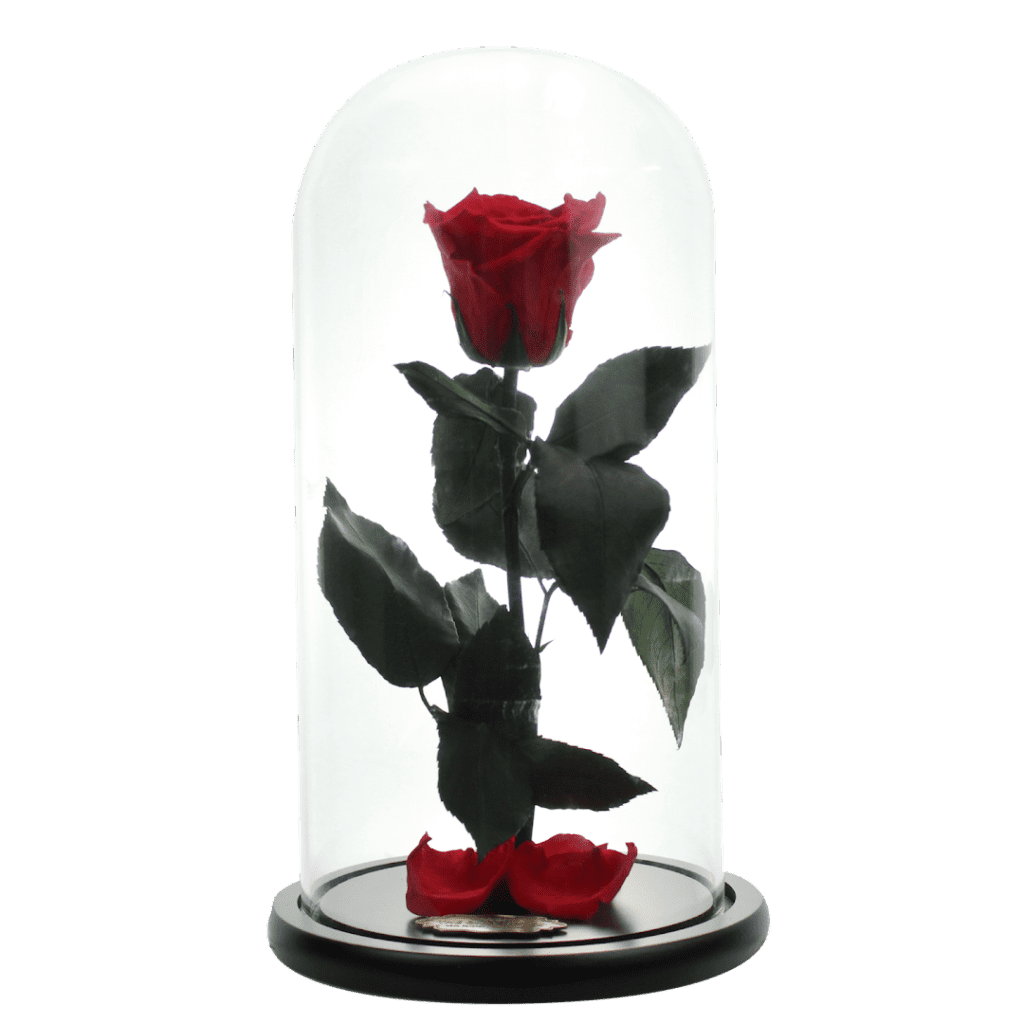 a rose in a glass dome