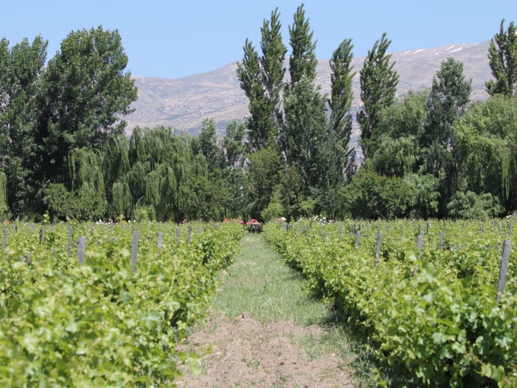 a field of plants with trees and mountains in the background