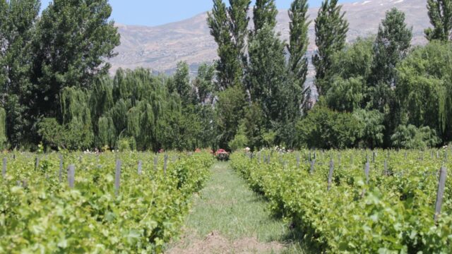 a field of plants with trees and mountains in the background