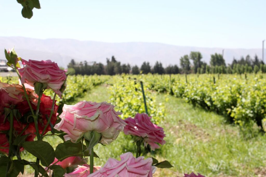 a field of roses