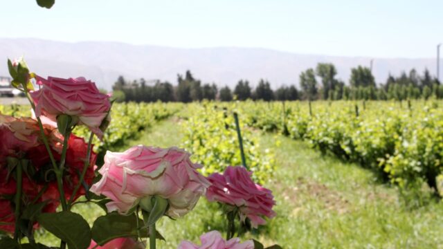 a field of roses