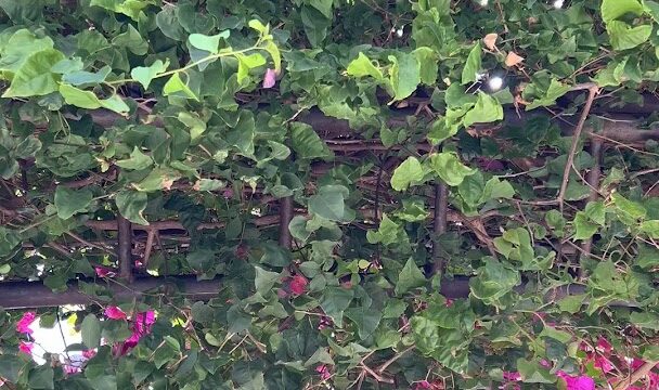 a close up of a vine