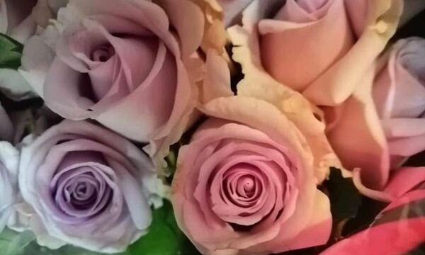 a group of purple and pink roses