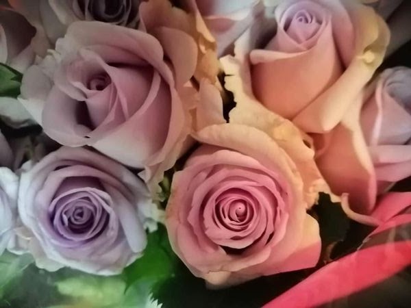 a group of purple and pink roses