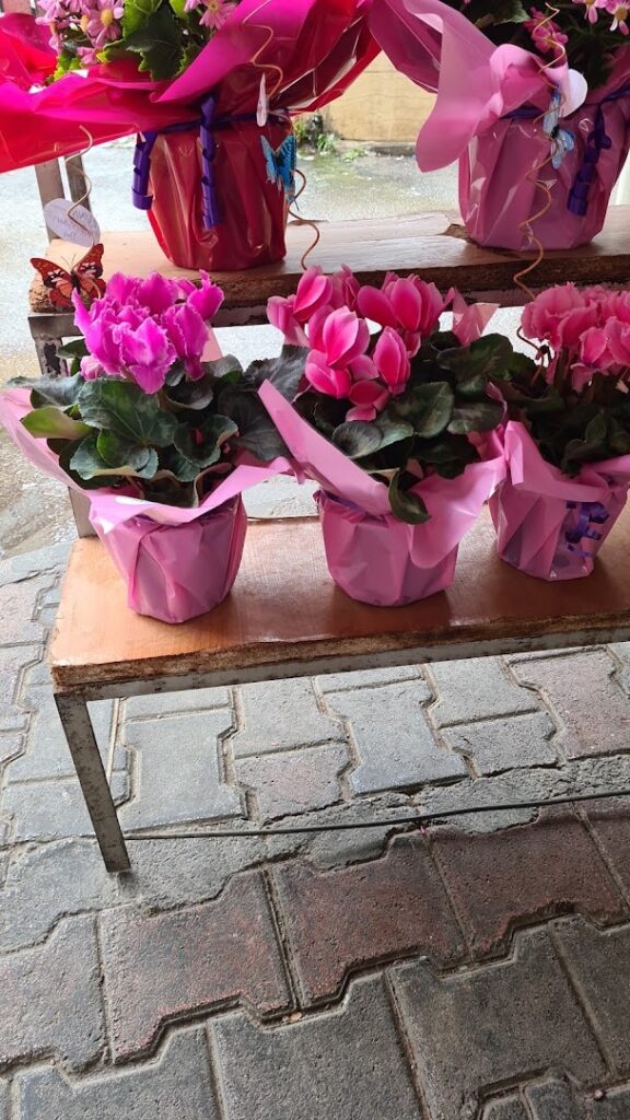 a group of pink flowers in pots on a table