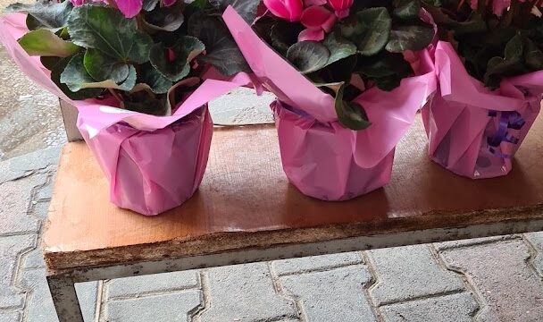 a group of pink flowers in pots on a table